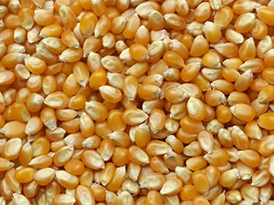 Grains